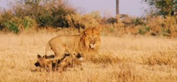 शेर ने जंगली कुत्ते के पिल्लों पर हमला किया। Lion attacks wild dog puppies । Wildlife