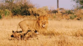 शेर ने जंगली कुत्ते के पिल्लों पर हमला किया। Lion attacks wild dog puppies । Wildlife