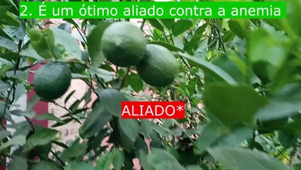 os benefícios do limão para o corpo irá te impressionar muito