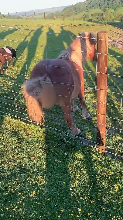 Shetland Pony Twerks on Fence