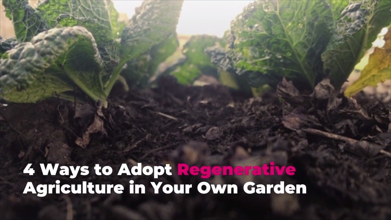 4 Ways to Adopt Regenerative Agriculture in You...