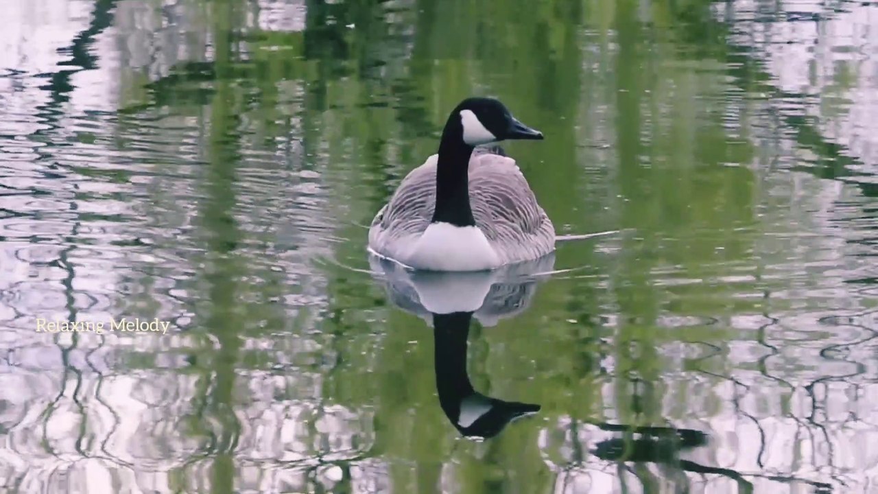 Beautiful Ducks and Relaxing Meditation Music, Relaxation