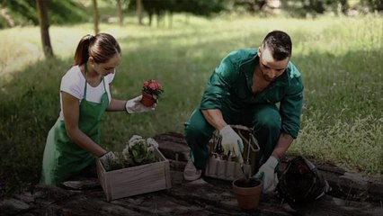 How To Grow Strawberries in Pots