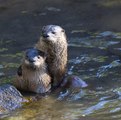 Attention Anglers: Florida Wildlife Clinic Looking for Help Feeding Orphaned Otters