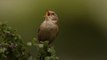 The Brains of Duetting Songbirds Sync During Performances, Study Finds