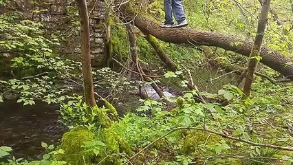 Crossing a River Using a Tree Doesn't go as Planned