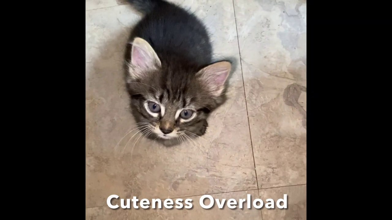 Cuteness Overload