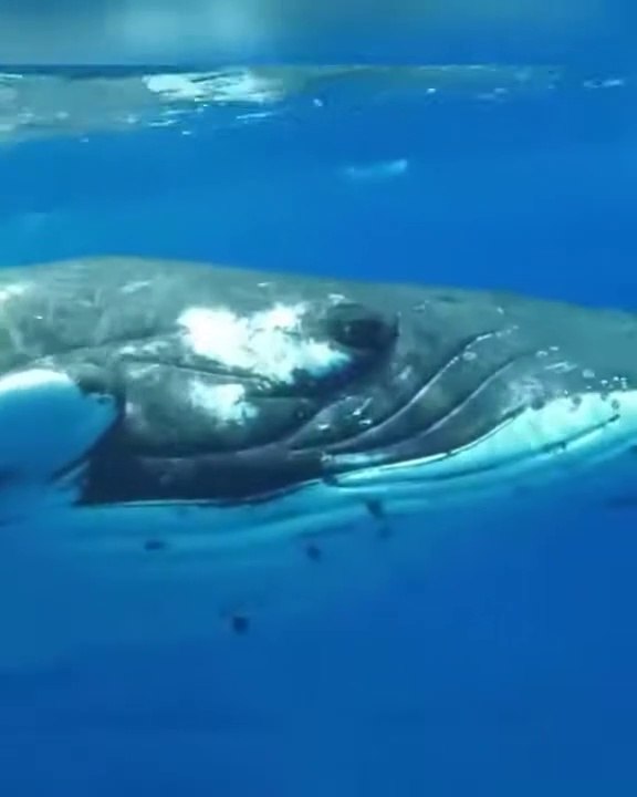 Baleia azul