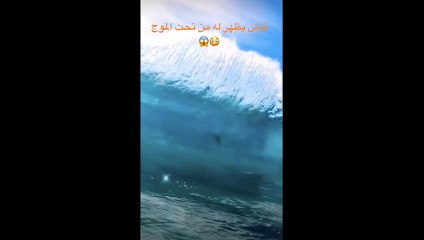 Shark Attack encounter caught on Camera TikTok