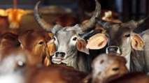Man beaten to death by cow vigilantes in Rajasthan