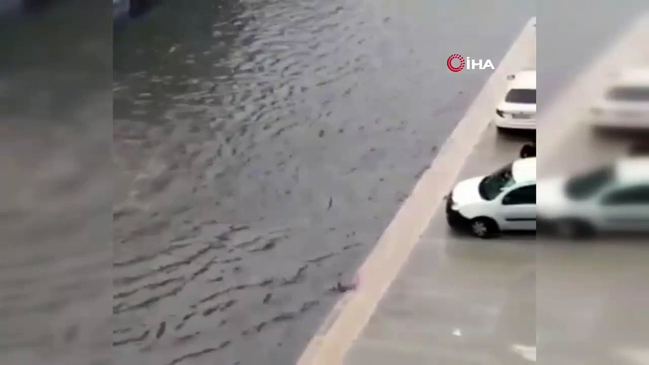 Burası deniz değil, yolun tam ortası... Yüzerek kurtardı!