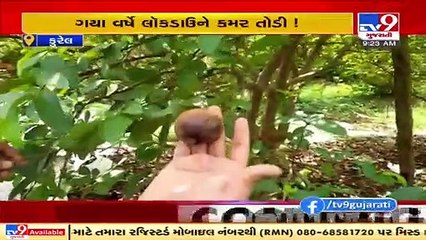 Navsari_ Pear farmers suffer severe loss due to cyclone Tauktae _ TV9News