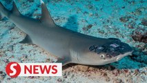 Malaysia's reef sharks stricken with mystery skin disease