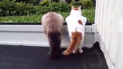 Günün 24 saati balkondan mahalleyi kesen teyzemsi kediler