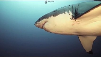 Ce grand requin blanc est couvert de cicatrices