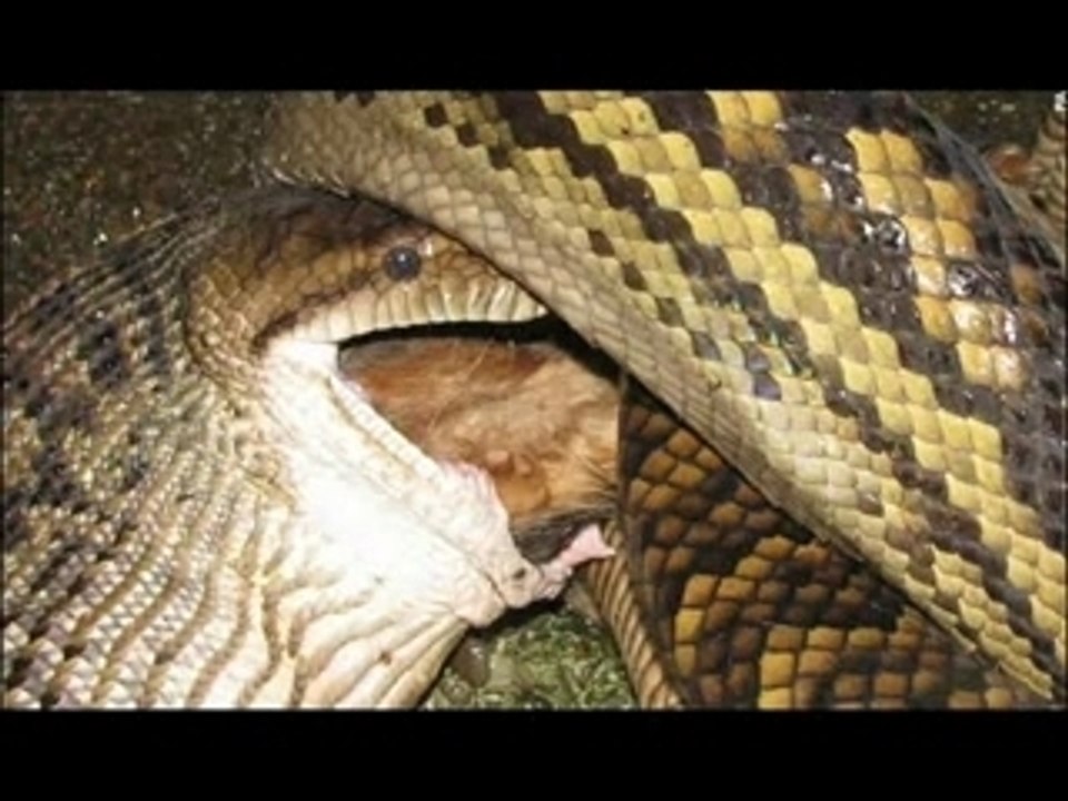 Python Eat Family Dog