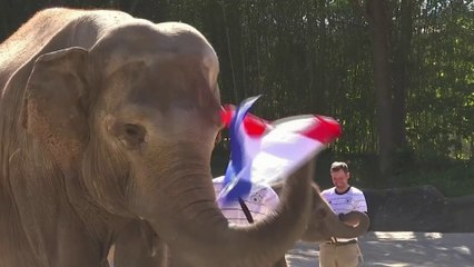Euro: l'éléphant oracle allemand prédit une victoire... des Bleus