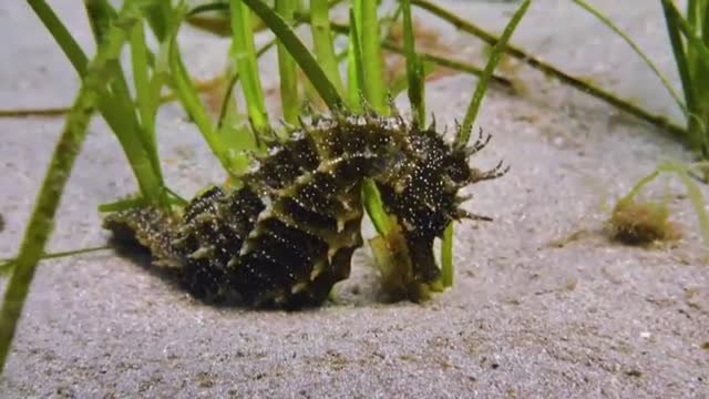 Biológos británicos encuentran en las profundidades en Plymouth un caballito espinoso