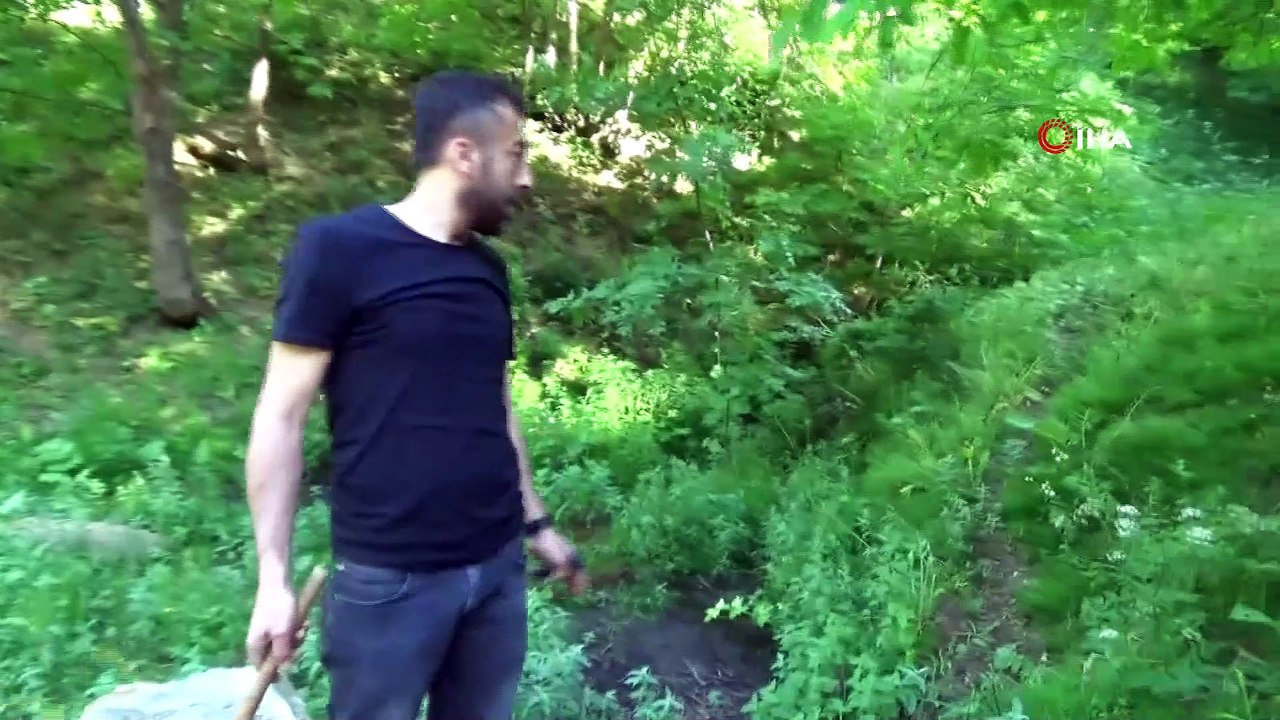 Dev çekirgeler bu kez Çatak’ta görüldü