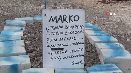 Yol kenarında üzerinde köpek fotoğrafı bulunan mezarı gören şaşkına dönüyor