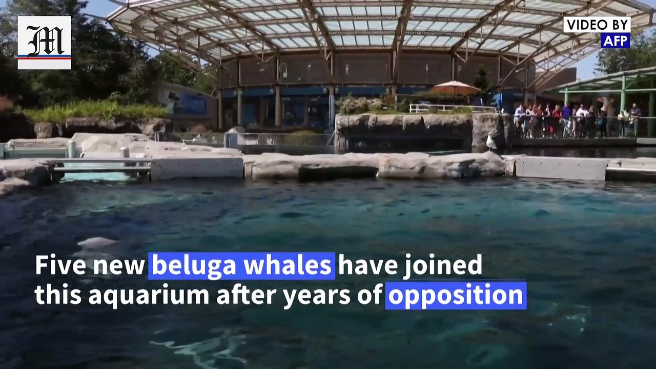 Connecticut aquarium welcomes beluga whales from Canada despite opposition