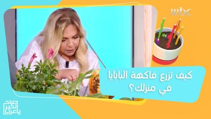 شجرة البابايا التي تتحمل الأجواء الحارة.. إليك طريقة زراعتها في المنزل