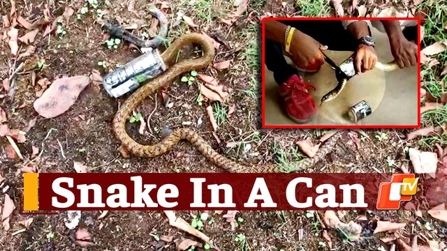 Snake Struggling With Its Head Stuck Inside Beverage Can Rescued In Odisha