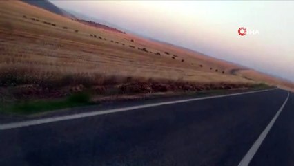 Yol kenarında görüntülenen onlarca domuz şaşkına çevirdi