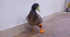 Un canard handicapé marche de nouveau grâce à une prothèse en 3D