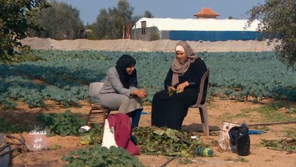 فلسطينيات جامعيات يعملن في فلاحة الأرض