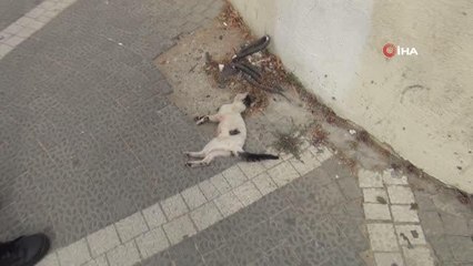 Kadın polis, yaralı yavru kedinin başından dakikalarca ayrılamadı