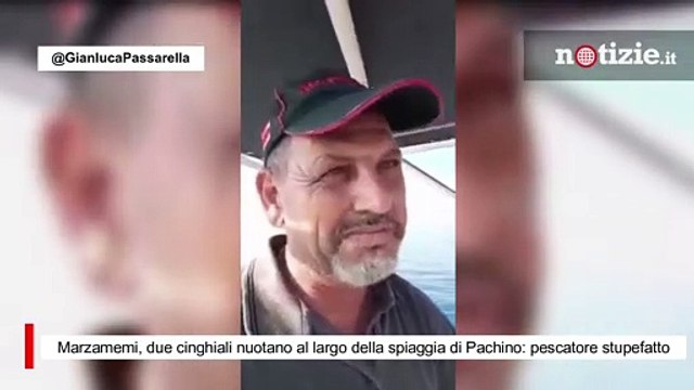 Marzamemi, due cinghiali nuotano al largo della spiaggia di Pachino: pescatore stupefatto