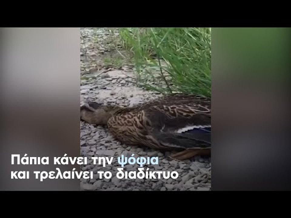 Πάπια κάνει την ψόφια και τρελαίνει το διαδίκτυο