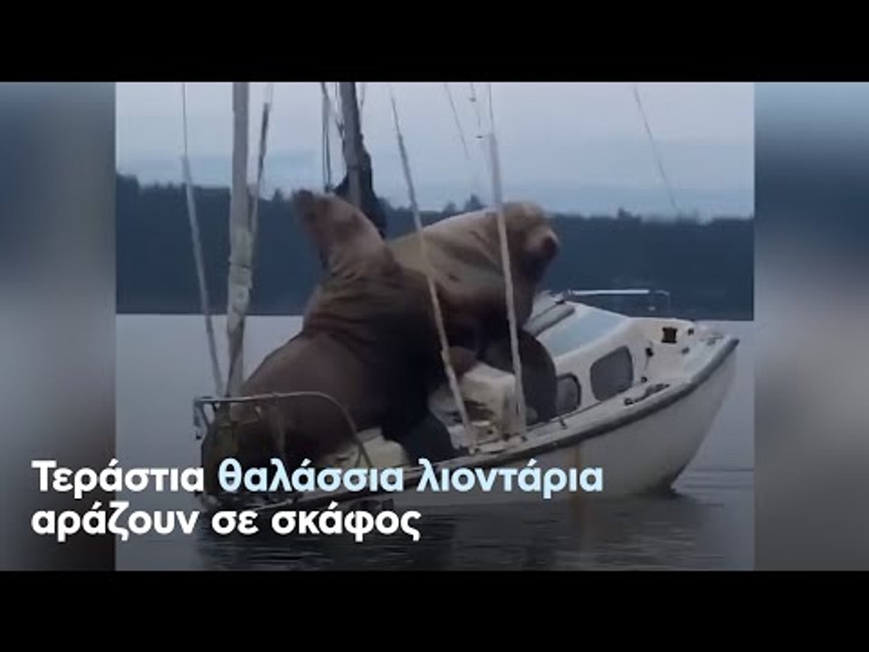 Τεράστια θαλάσσια λιοντάρια αράζουν σε σκάφος