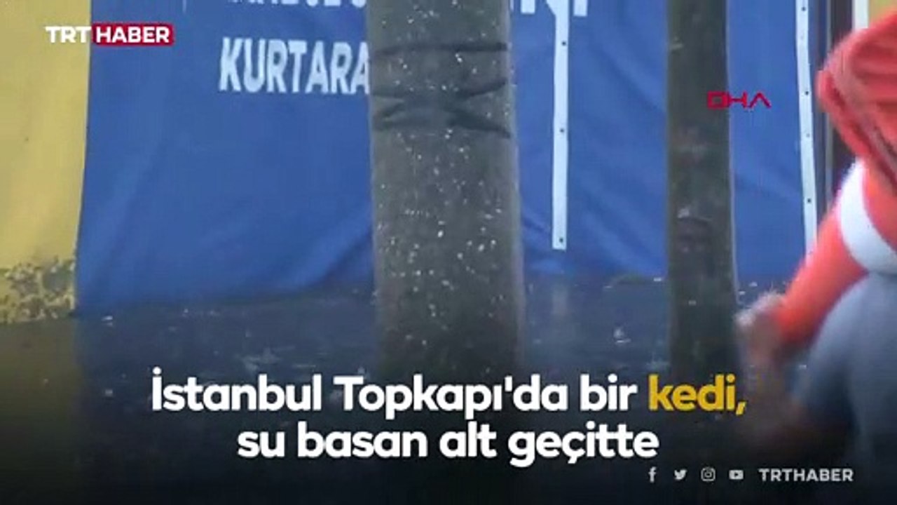 Hayatta kalmak için çırpınan kediyi kurtaran yardım