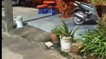 กระบี่-แม่ลิงอุ้มลูก ไต่สายไฟ พลาดไฟช๊อตร่วงกระแทกพื้นลูกตาย