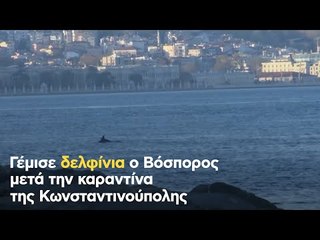 Γέμισε δελφίνια ο Βόσπορος μετά την καραντίνα της Κωνσταντινούπολης