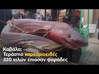 Καβάλα: Τεράστιο καρχαριοειδές 330 κιλών έπιασαν ψαράδες