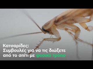 Κατσαρίδες: Συμβουλές για να τις διώξετε από το σπίτι με φυσικό τρόπο
