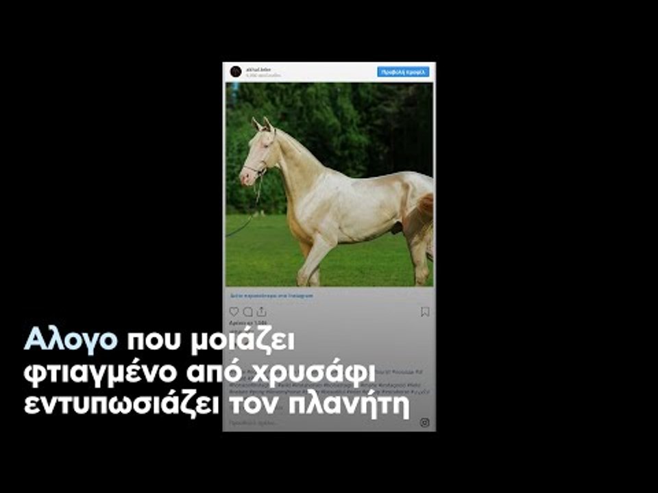 Αλογο που μοιάζει φτιαγμένο από χρυσάφι εντυπωσιάζει τον πλανήτη