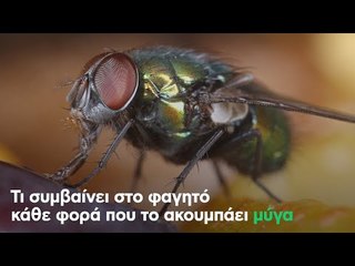 Τι συμβαίνει στο φαγητό κάθε φορά που το ακουμπάει μύγα