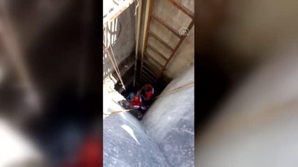 Kuyuda ve ağaçta mahsur kalan iki kedi kurtarıldı