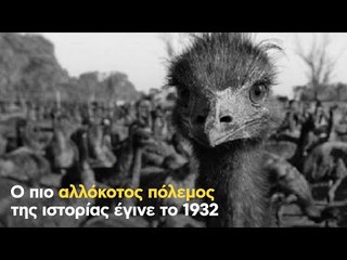 Ο πιο αλλόκοτος πόλεμος της ιστορίας έγινε το 1932