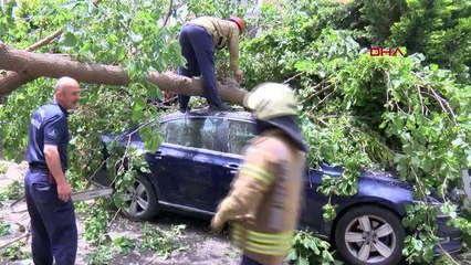 ATAŞEHİR'DE DUT AĞACI, OTOMOBİLİN ÜZERİNE DEVRİLDİ