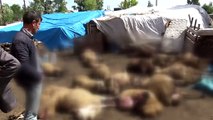 KARS - Kurtların saldırısına uğrayan 22 koyun telef oldu, 15'i de yaralandı