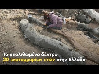 Το απολιθωμένο δέντρο 20 εκατομμυρίων ετών στην Ελλάδα