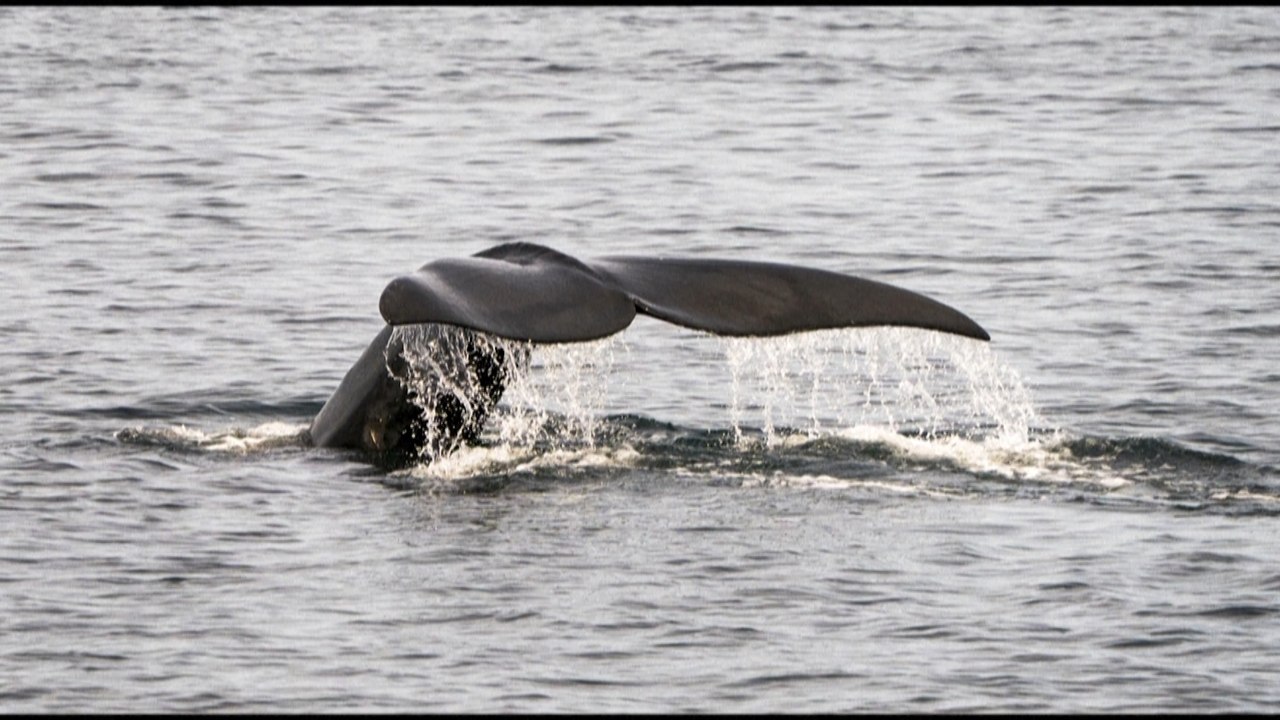 Mann angeblich von Wal verschluckt