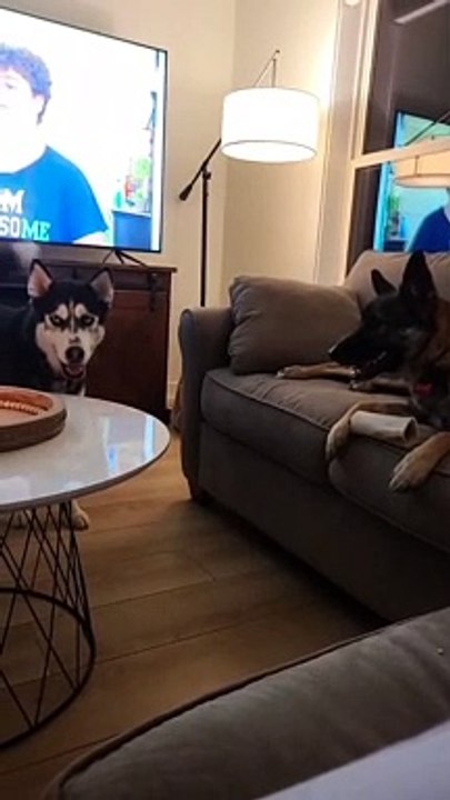 Doggy Disagrees With Sharing Toy