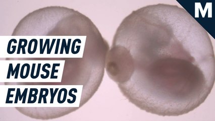 Researchers grew mice embryos in artificial wombs