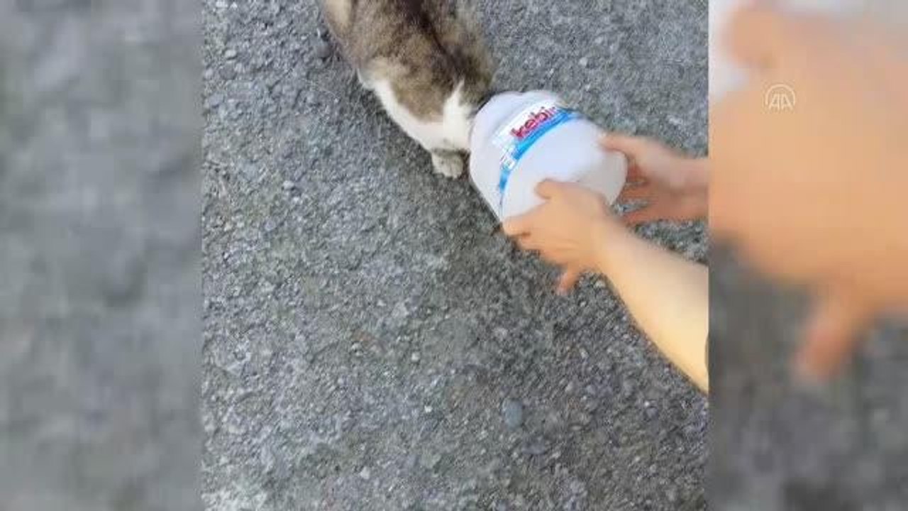 Kafası yoğurt kabına sıkışan kediyi vatandaşlar kurtardı.